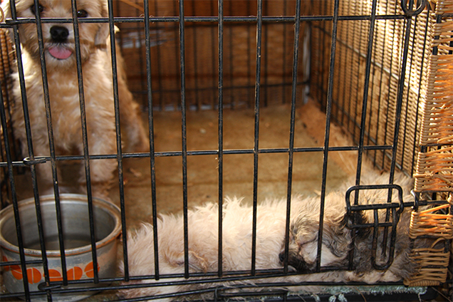 244 dogs were seized from conditions like these